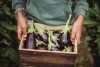 Can You Eat Brinjal During Pregnancy?  